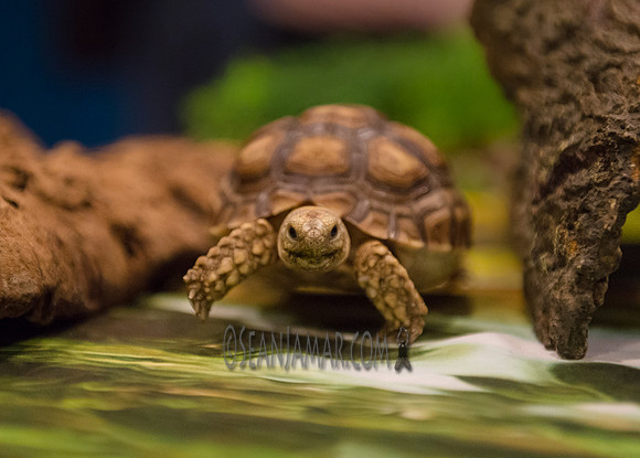 TCC - The Wildlife Center - Garfield NJ - 2018