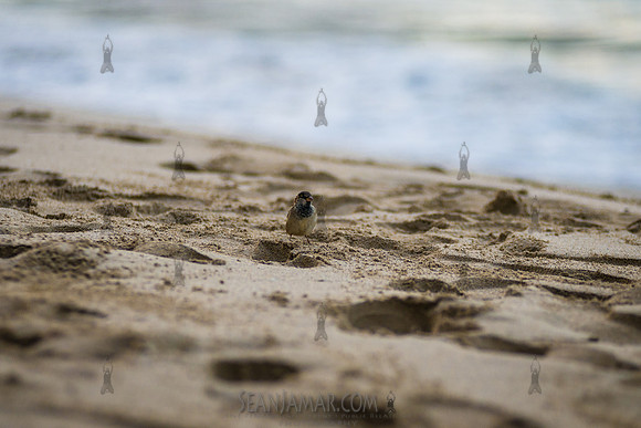 Waikiki - Adventure Day - Oahu Hawaii - 2018