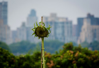 CPF Learn - Coastal Classroom - Hallets Cove - NYC - 2025