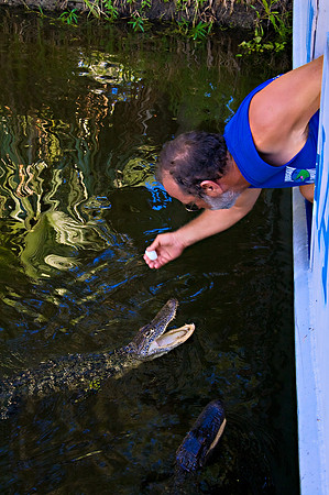 GATORS IN THE BAYOU