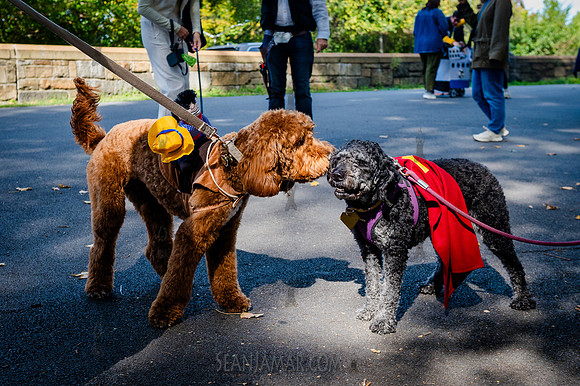 Riverside Park Conservancy - Halloween Pup Parade - Riverside Pa