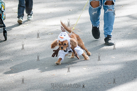 Riverside Park Conservancy - Halloween Pup Parade - Riverside Pa