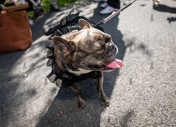Riverside Park Conservancy - Halloween Pup Parade - Riverside Pa