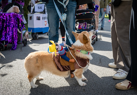 Riverside Park Conservancy - Halloween Pup Parade - Riverside Pa