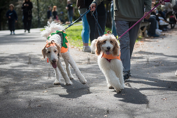 Riverside Park Conservancy - Halloween Pup Parade - Riverside Pa