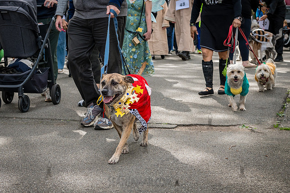 Riverside Park Conservancy - Halloween Pup Parade - Riverside Pa