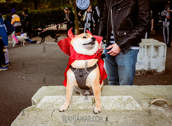 Riverside Park Conservancy - Halloween Pup Parade - Riverside Pa