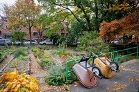 CPF Learn - Learning Gardens - Grove Hill Community Garden - NYC