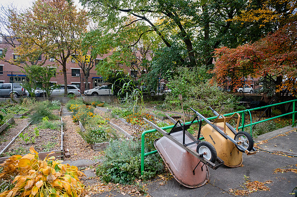 CPF Learn - Learning Gardens - Grove Hill Community Garden - NYC