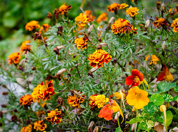 CPF Learn - Learning Gardens - Grove Hill Community Garden - NYC