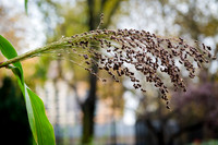 CPF Learn - Learning Gardens - Grove Hill Community Garden - NYC