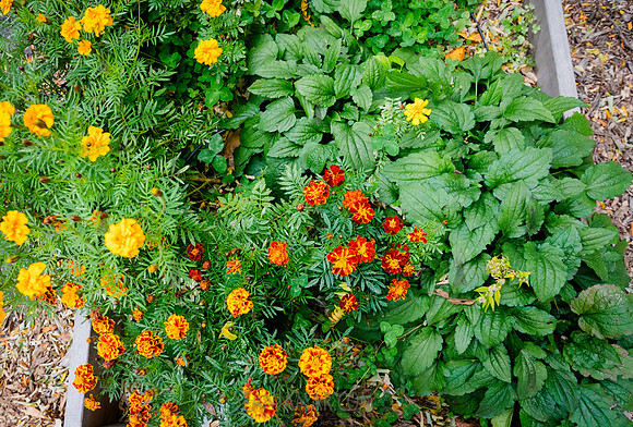 CPF Learn - Learning Gardens - Grove Hill Community Garden - NYC