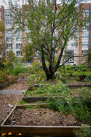CPF Learn - Learning Gardens - Grove Hill Community Garden - NYC