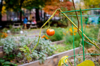 CPF Learn - Learning Gardens - Grove Hill Community Garden - NYC