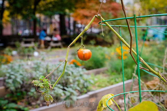 CPF Learn - Learning Gardens - Grove Hill Community Garden - NYC