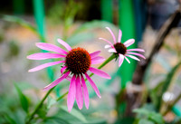 CPF Learn - Learning Gardens - Grove Hill Community Garden - NYC