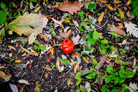 CPF Learn - Learning Gardens - Grove Hill Community Garden - NYC