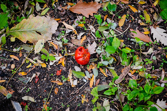CPF Learn - Learning Gardens - Grove Hill Community Garden - NYC