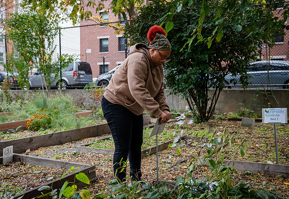 CPF Learn - Learning Gardens - Grove Hill Community Garden - NYC
