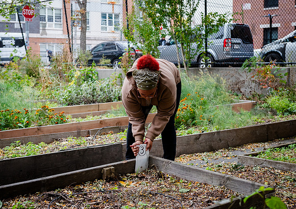 CPF Learn - Learning Gardens - Grove Hill Community Garden - NYC