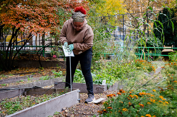 CPF Learn - Learning Gardens - Grove Hill Community Garden - NYC