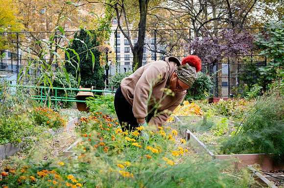 CPF Learn - Learning Gardens - Grove Hill Community Garden - NYC