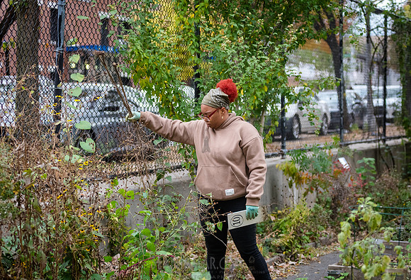 CPF Learn - Learning Gardens - Grove Hill Community Garden - NYC