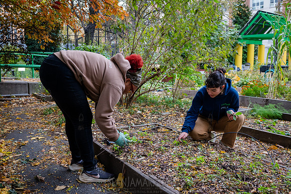 CPF Learn - Learning Gardens - Grove Hill Community Garden - NYC