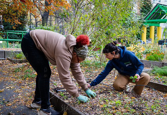 CPF Learn - Learning Gardens - Grove Hill Community Garden - NYC