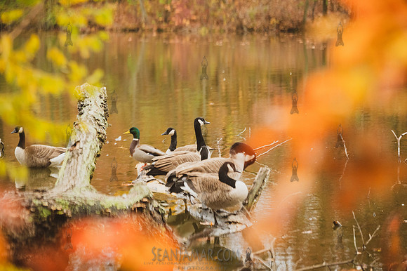 CPF Learn - Seeds To Trees - Wolfes Pond Park - NYC - 2025