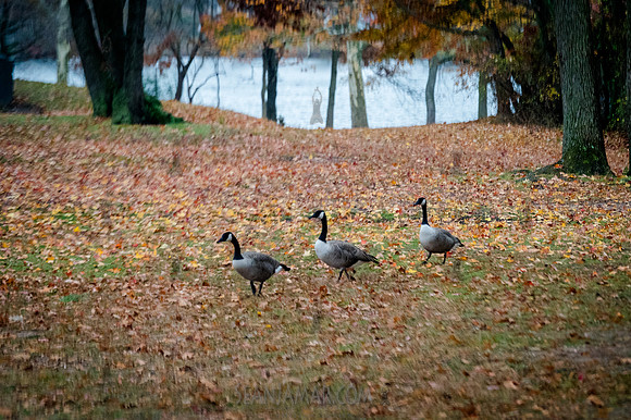 CPF Learn - Seeds To Trees - Wolfes Pond Park - NYC - 2025