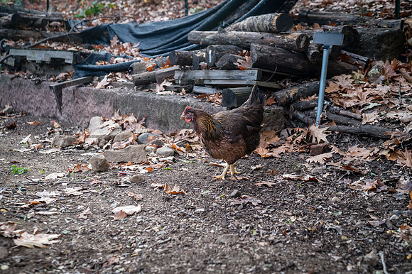 CPF Green Fund - Wycoff House Museum Visit - NYC - 2025