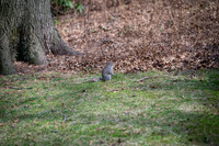 Central Park - NYC - 2026