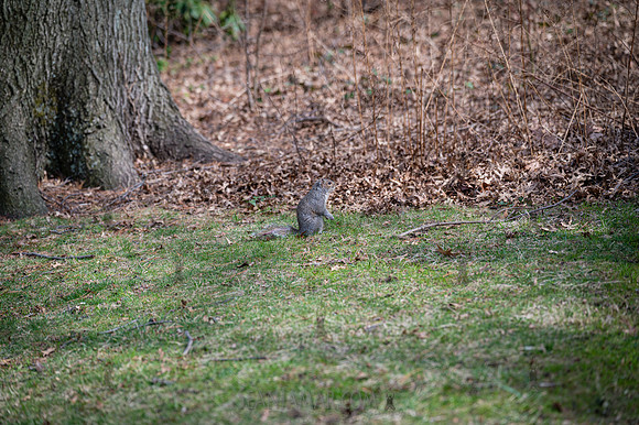 Central Park - NYC - 2026