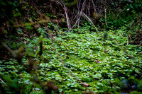 Watchung Reservation - NJ - 2026