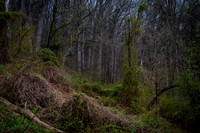 Watchung Reservation - NJ - 2026