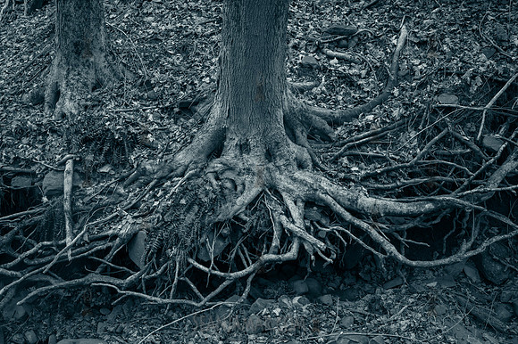 Watchung Reservation - NJ - 2026