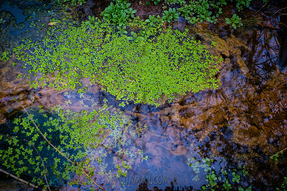 Watchung Reservation - NJ - 2026