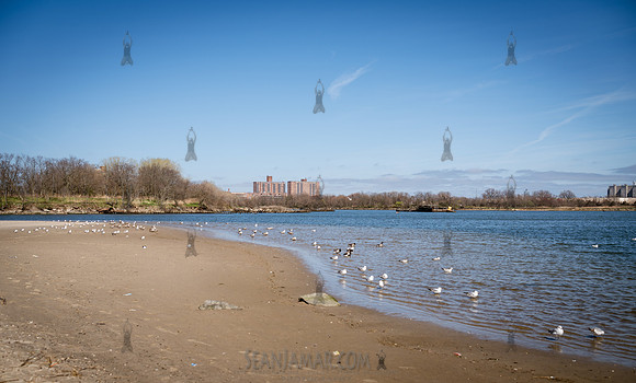 CPF Catalyst - Pamela Pettyjohn - Coney Island Beautification Pr