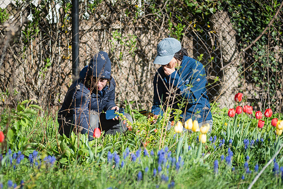 CPF Learning Garden - The Bee Conservancy - Liberty Learning Gar