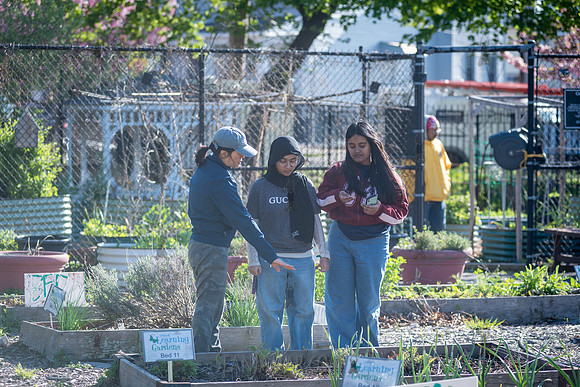 CPF Learning Garden - The Bee Conservancy - Liberty Learning Gar