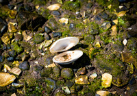 CPF Seeds 2 Trees - Marine Park - NYC - 2026
