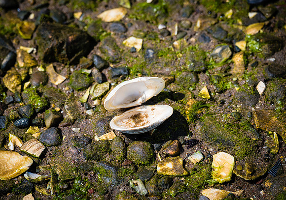CPF Seeds 2 Trees - Marine Park - NYC - 2026