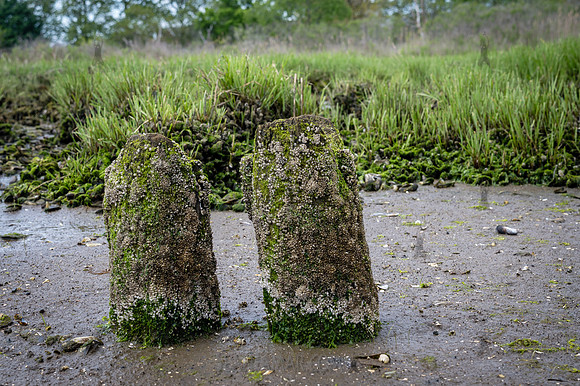 CPF Seeds 2 Trees - Marine Park - NYC - 2026