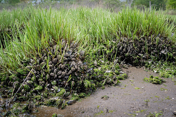 CPF Seeds 2 Trees - Marine Park - NYC - 2026