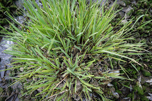 CPF Seeds 2 Trees - Marine Park - NYC - 2026
