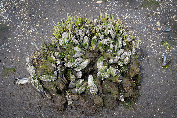 CPF Seeds 2 Trees - Marine Park - NYC - 2026