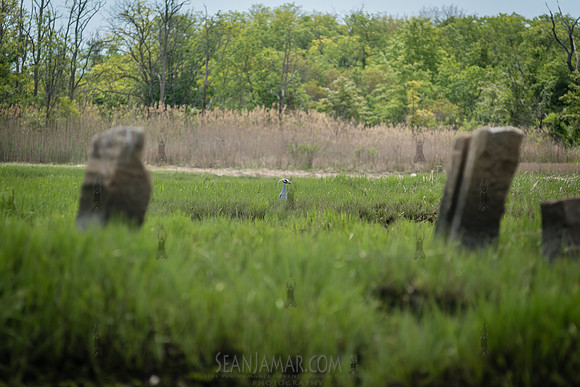 CPF Seeds 2 Trees - Marine Park - NYC - 2026
