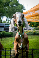 Riverside Park Conservancy - Riverside Revue - Sakura Park - NYC