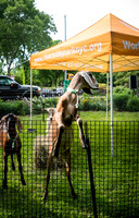 Riverside Park Conservancy - Riverside Revue - Sakura Park - NYC
